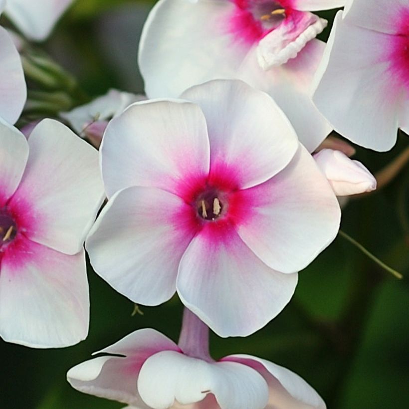 Hohe Flammenblume Younique Trendy - Phlox paniculata (Blüte)