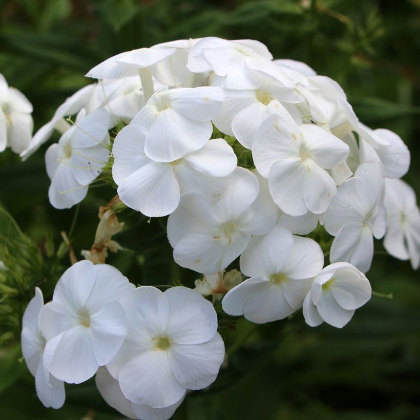 Hohe Flammenblume Younique White - Phlox paniculata (Blüte)