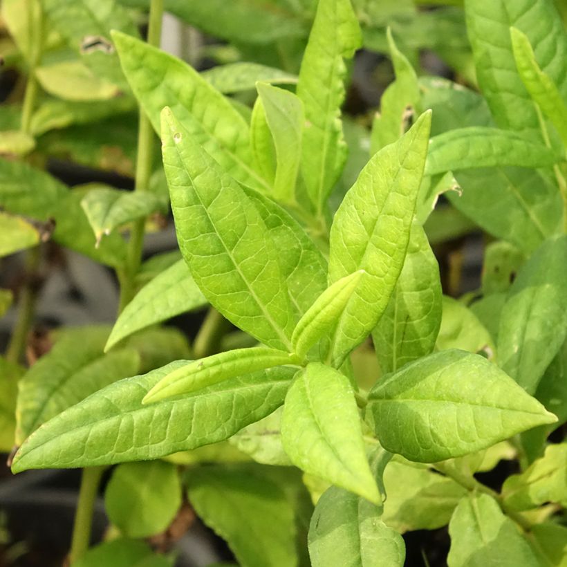 Hohe Flammenblume Younique White - Phlox paniculata (Laub)