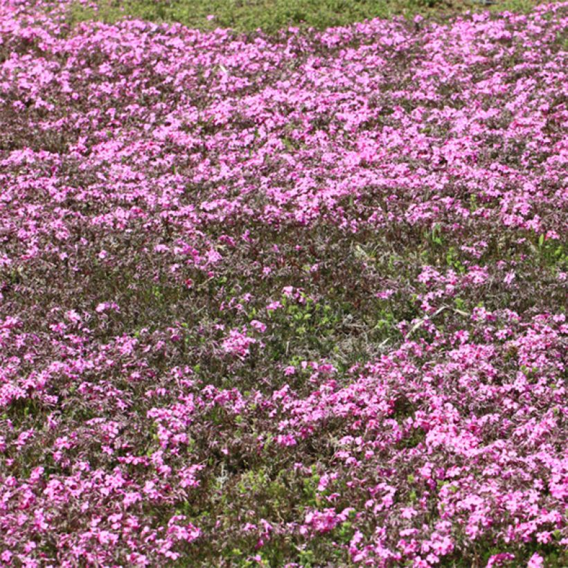 Wander-Phlox Home Fires - Phlox stolonifera (Blüte)