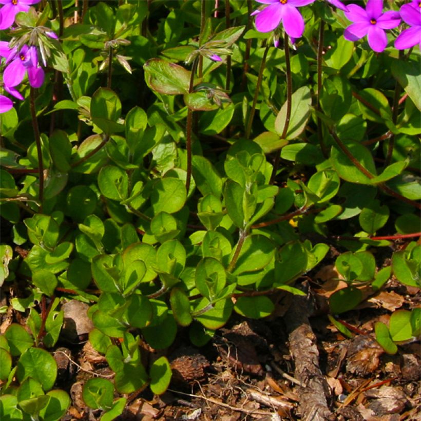 Wander-Phlox Purpurea - Phlox stolonifera (Laub)