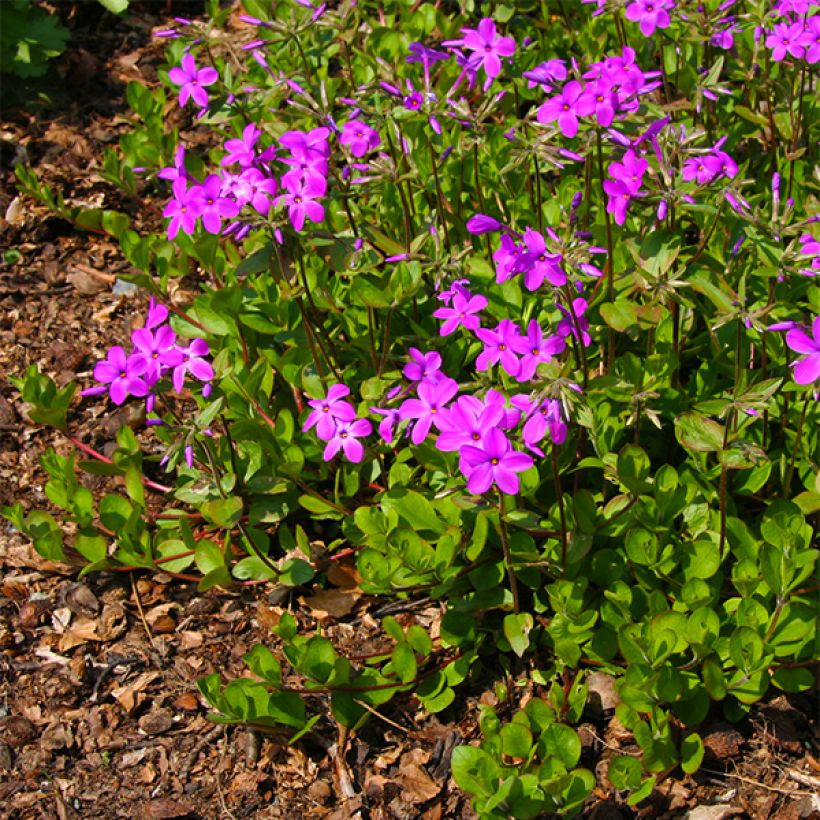 Wander-Phlox Purpurea - Phlox stolonifera (Blüte)