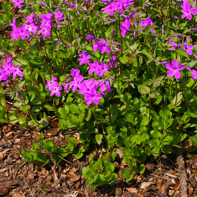 Wander-Phlox Purpurea - Phlox stolonifera (Hafen)