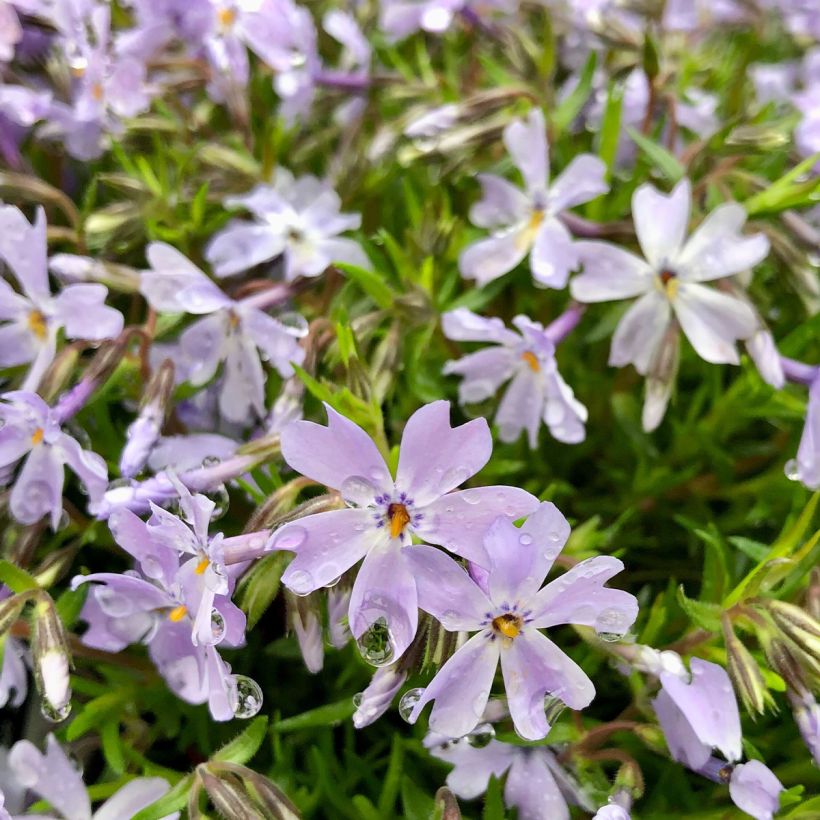 Pfriemenförmiger Phlox Cushion Blue - Phlox subulata (Blüte)