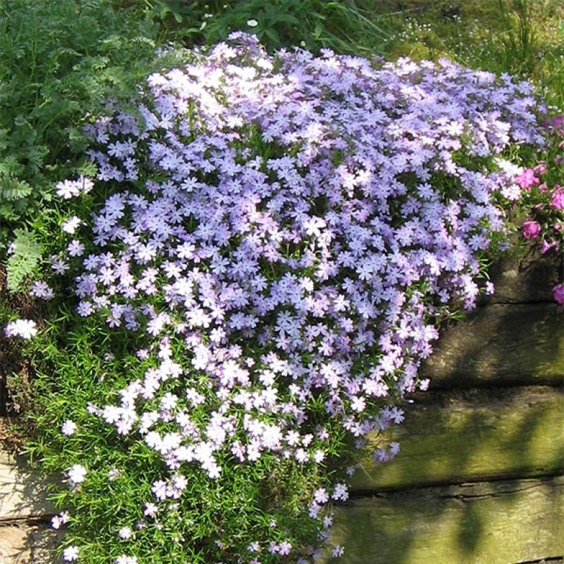 Pfriemenförmiger Phlox Cushion Blue - Phlox subulata (Hafen)