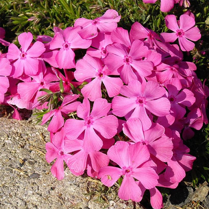 Pfriemenförmiger Phlox McDaniel's Cushion - Phlox subulata (Blüte)