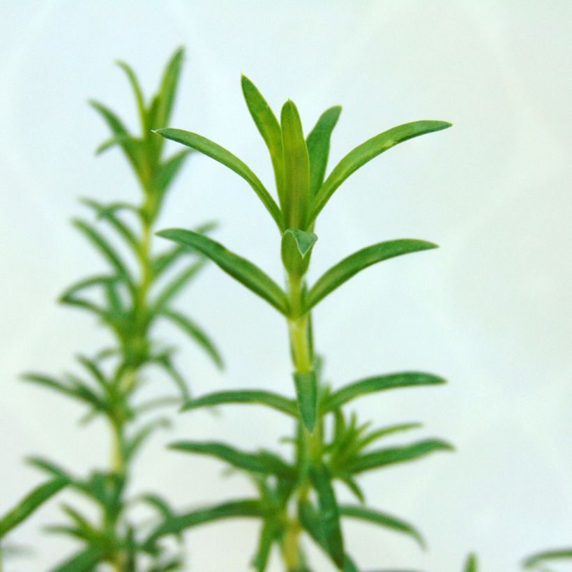 Pfriemenförmiger Phlox White Delight - Phlox subulata (Laub)