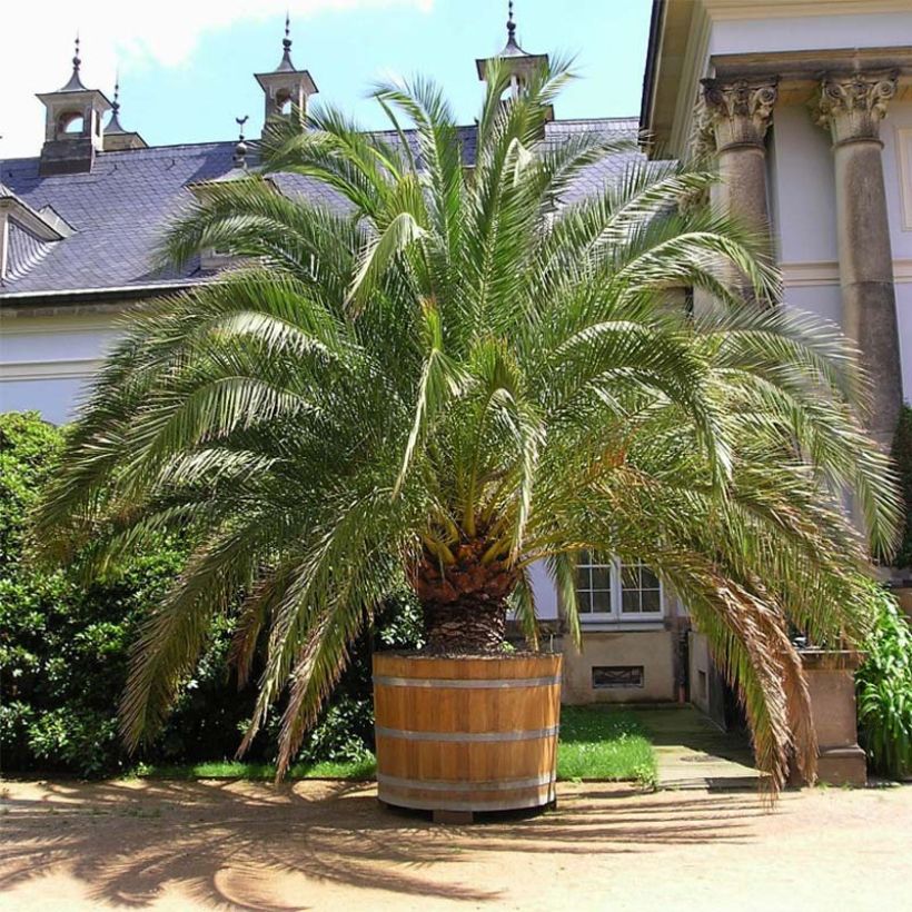 Phoenix canariensis - Kanarische Dattelpalme (Hafen)