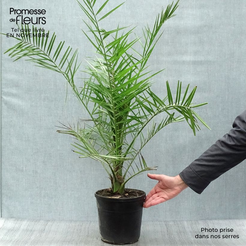 Exemplar von Phoenix canariensis - Palmier dattier des Canaries Pot de 6L/7L wie im Herbst geliefert