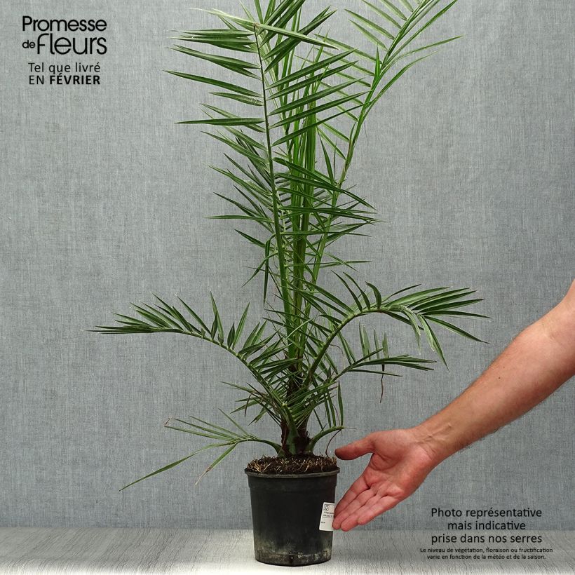 Exemplar von Phoenix canariensis - Palmier dattier des Canaries pot de 1,5L wie im Herbst geliefert