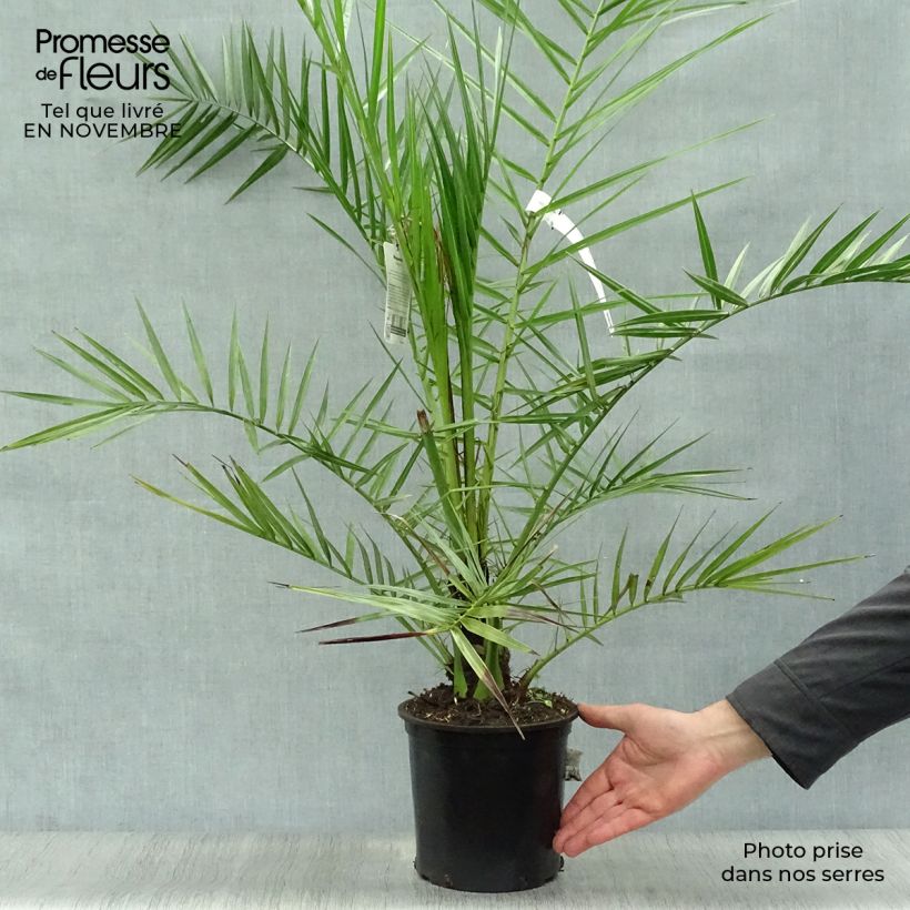 Exemplar von Phoenix canariensis - Palmier dattier des Canaries pot de 3L wie im Herbst geliefert