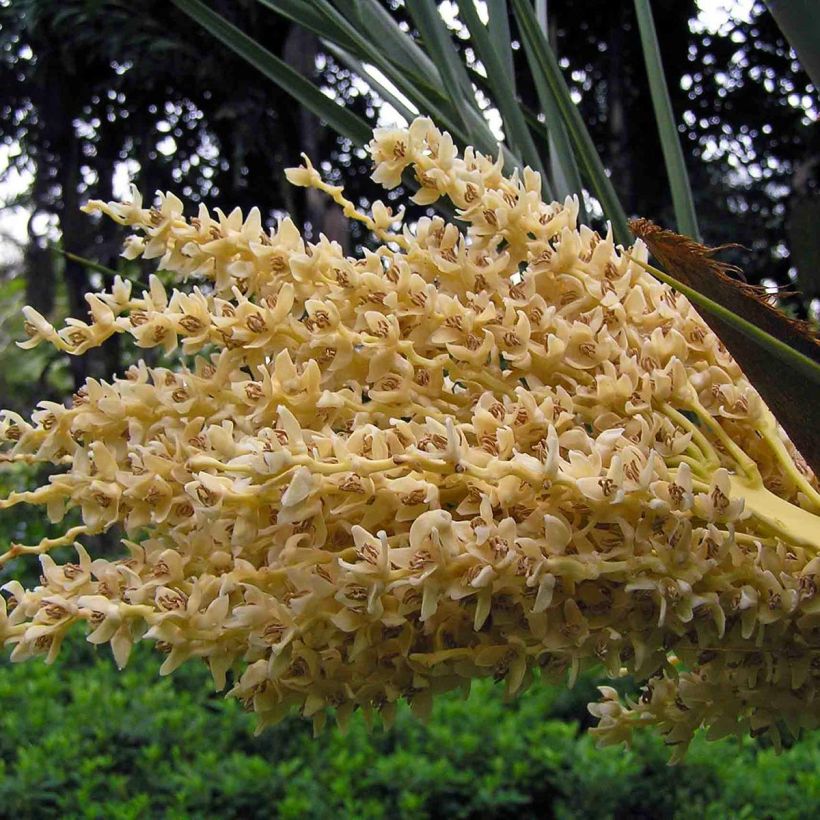 Phoenix dactylifera - Echte Dattelpalme (Blüte)