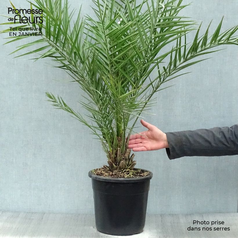 Exemplar von Phoenix dactylifera - Palmier-dattier en pot de 7.5L/10L wie im Winter geliefert