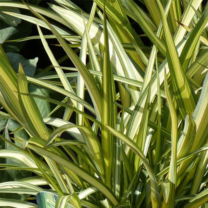 Phormium cookianum subsp. hookeri Cream Delight (Laub)