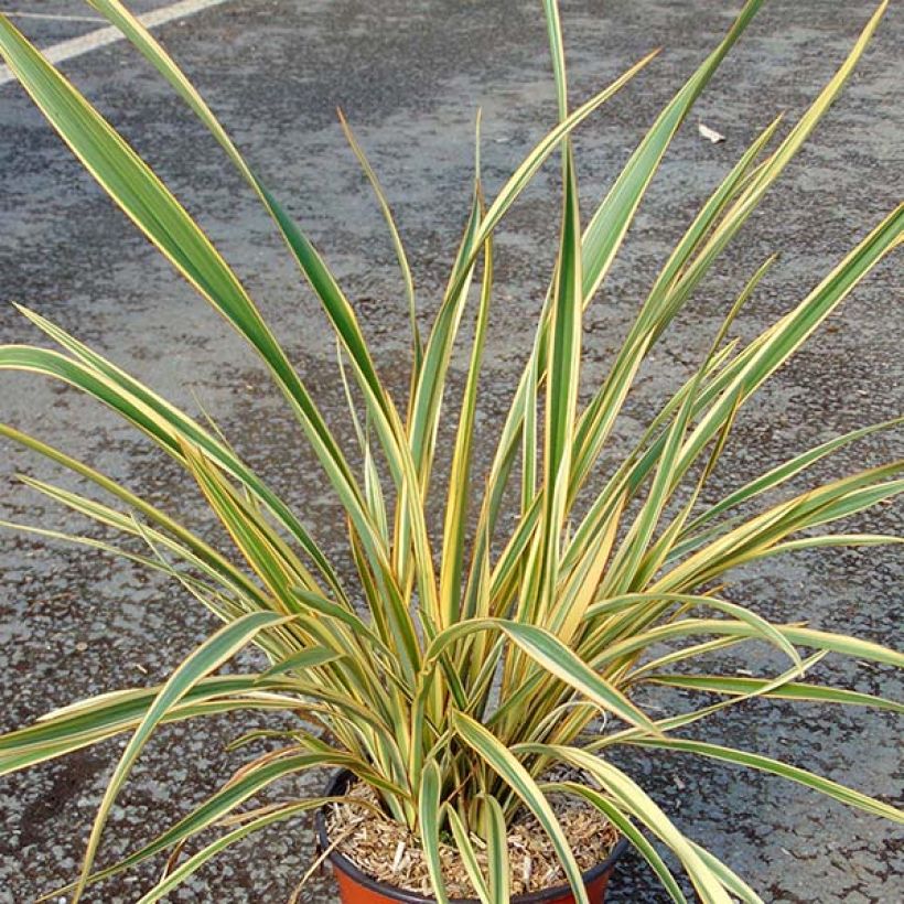 Phormium cookianum subsp. hookeri Cream Delight (Hafen)