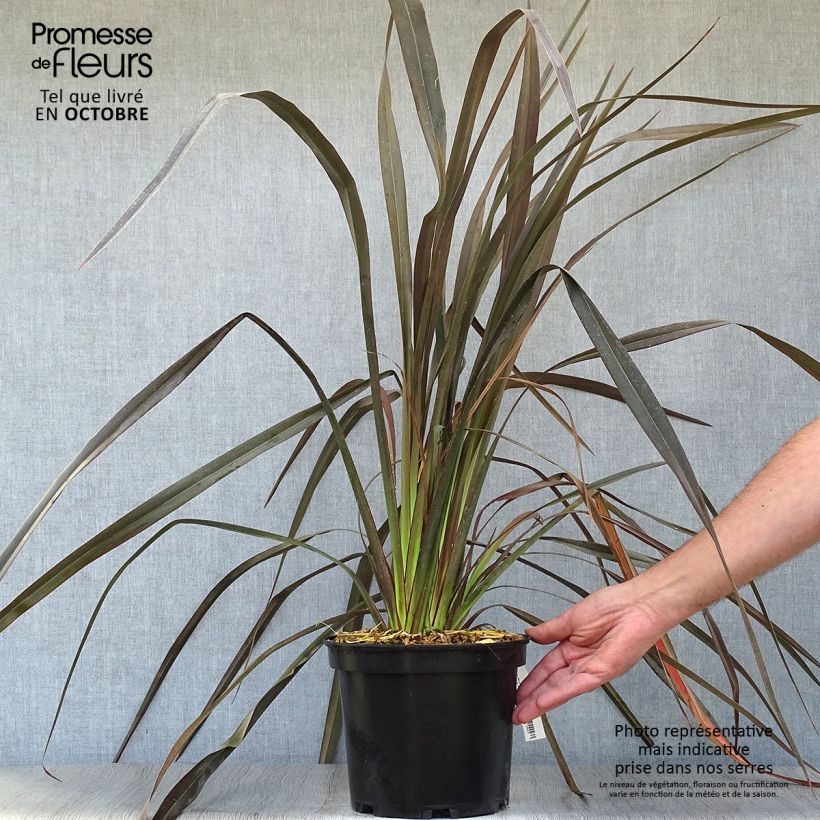 Exemplar von Phormium tenax Dark Delight wie im Herbst geliefert