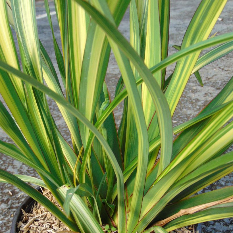 Phormium tenax Golden Ray (Laub)