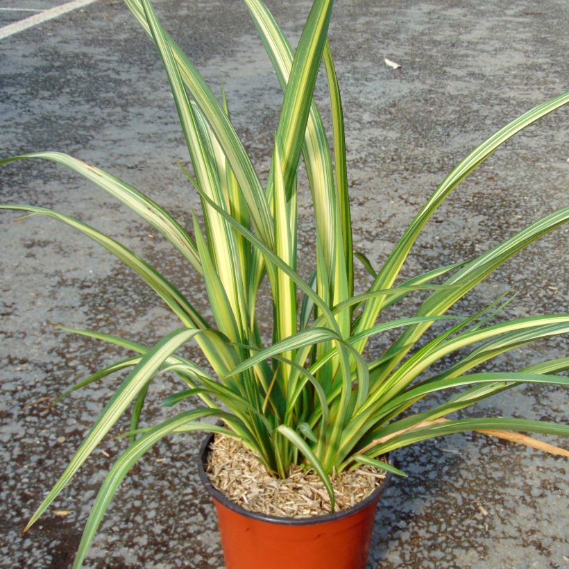 Phormium tenax Golden Ray (Hafen)