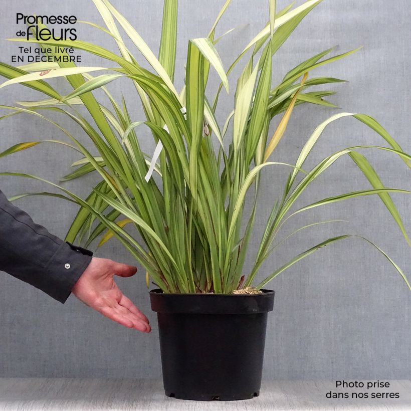 Exemplar von Phormium Golden Ray - Lin de Nouvelle-Zélande en pot de 7,5L/10L wie im Winter geliefert