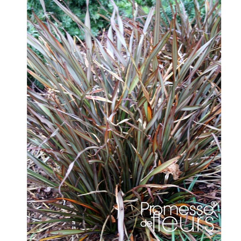 Phormium tenax Jack Spratt (Hafen)