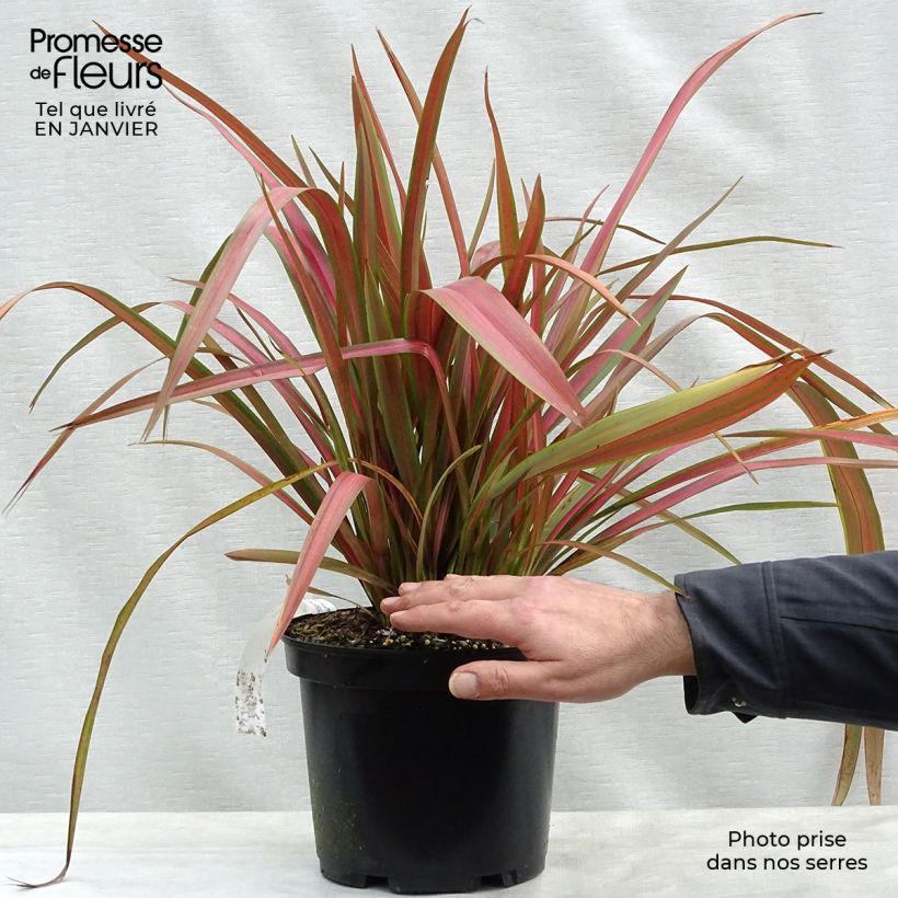 Exemplar von Phormium Jester - Lin de Nouvelle-Zélande en pot de 3L/4L wie im Winter geliefert