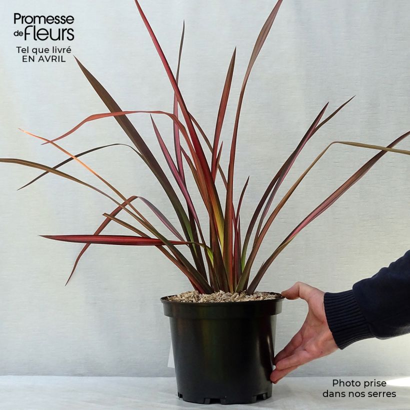 Exemplar von Phormium Margaret Jones - Lin de Nouvelle-Zélande Pot de 4L/5L wie im Frühjahr geliefert