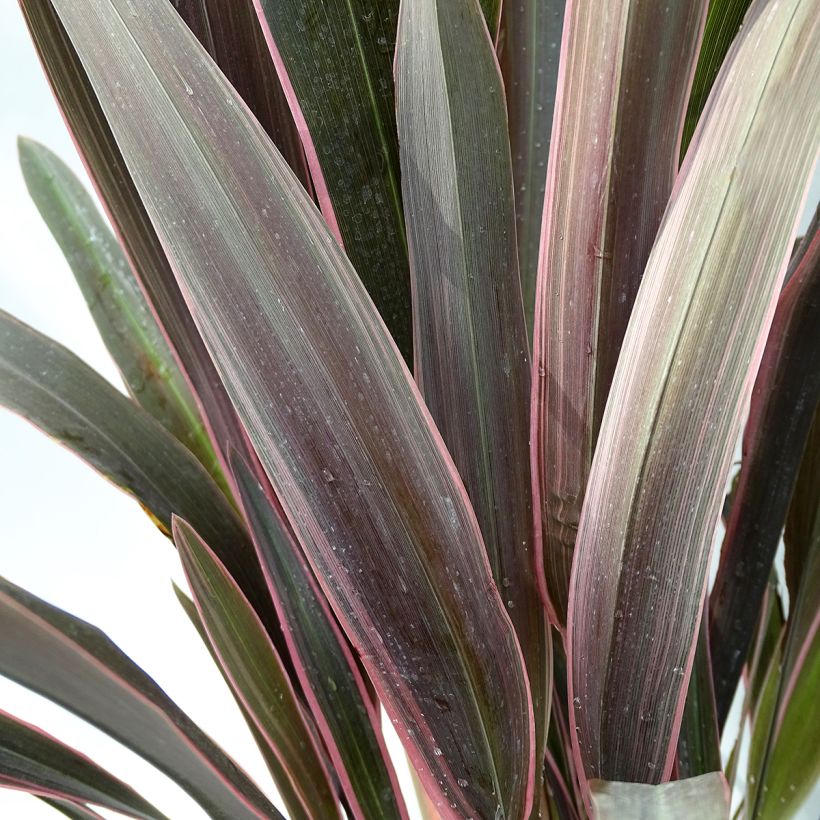 Phormium tenax Pink Stripe (Laub)