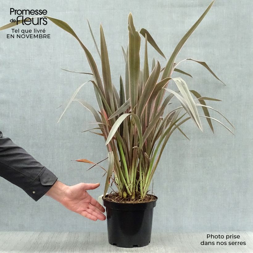 Exemplar von Phormium  Pink Stripe - Lin de Nouvelle-Zélande  Pot de 4L/5L wie im Herbst geliefert