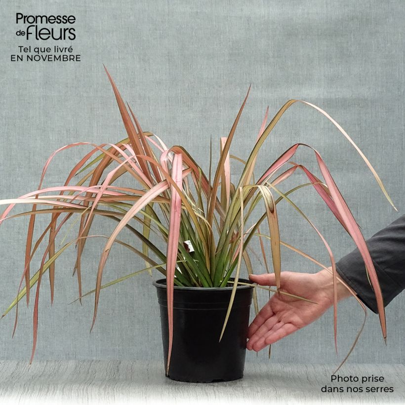 Exemplar von Phormium tenax Rainbow Maiden wie im Herbst geliefert