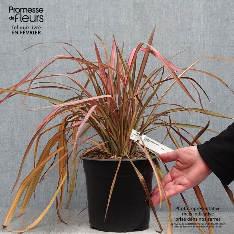 Exemplar von Phormium Rainbow Maiden - Lin de Nouvelle-Zélande en pot de 4L/5L wie im Winter geliefert