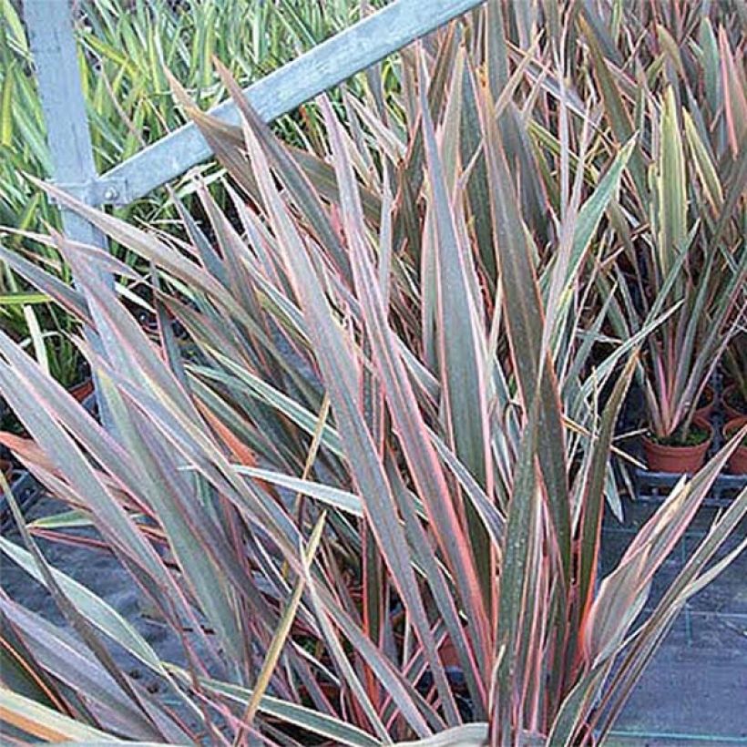 Phormium tenax Rainbow Queen (Laub)