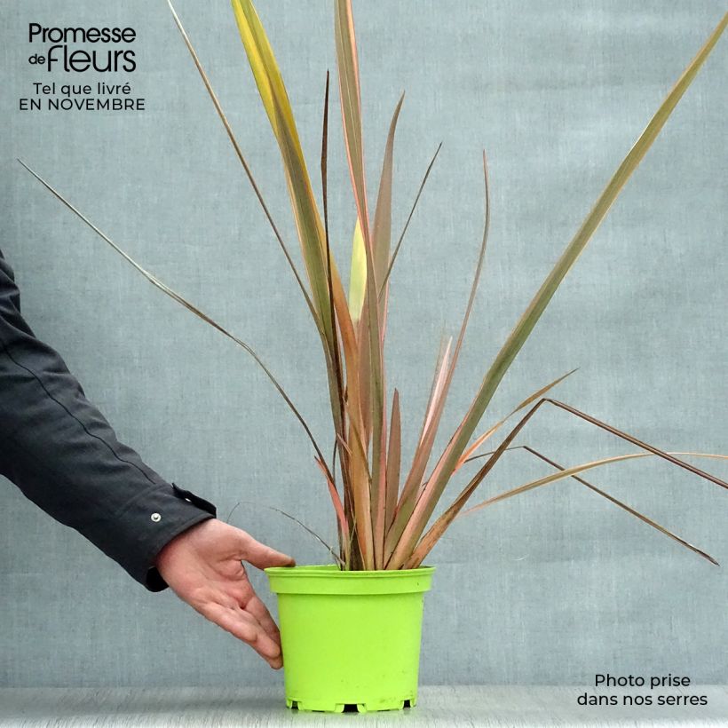 Exemplar von Phormium tenax Rainbow Queen wie im Herbst geliefert