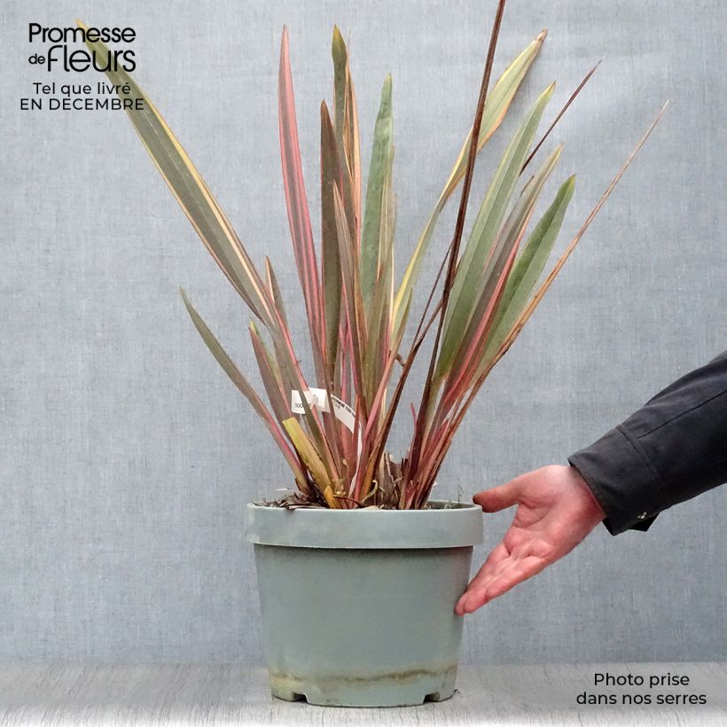 Exemplar von Phormium tenax Rainbow Queen wie im Winter geliefert