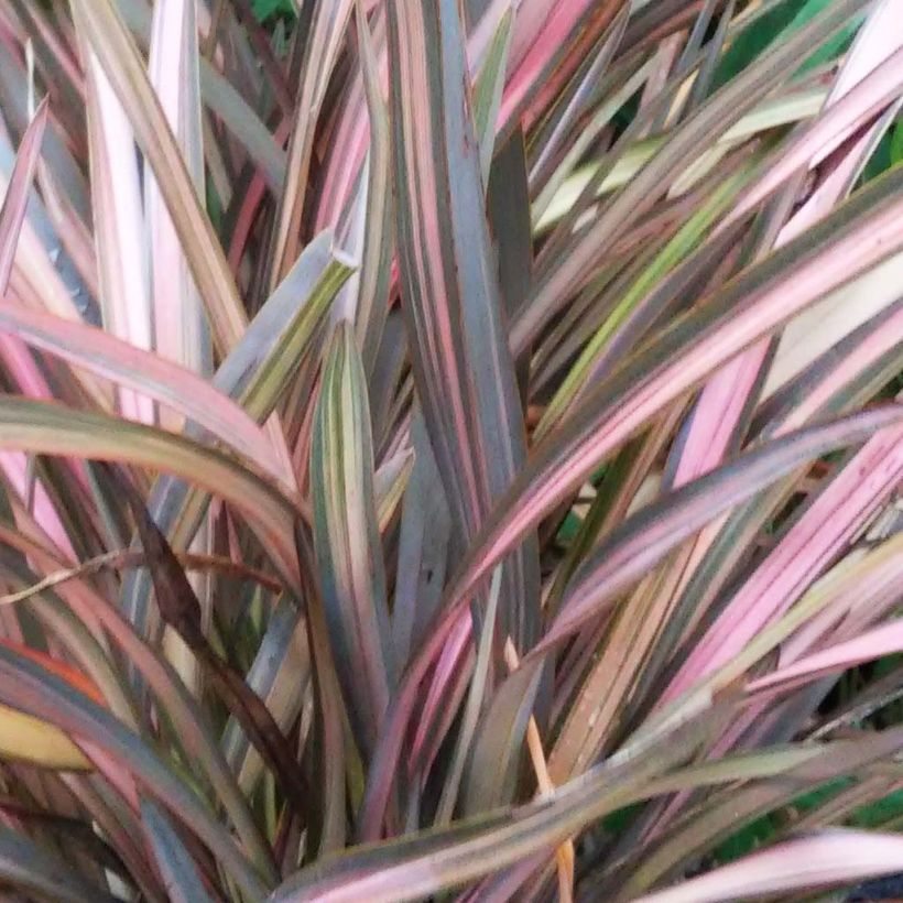 Phormium tenax Rainbow Sunrise (Laub)