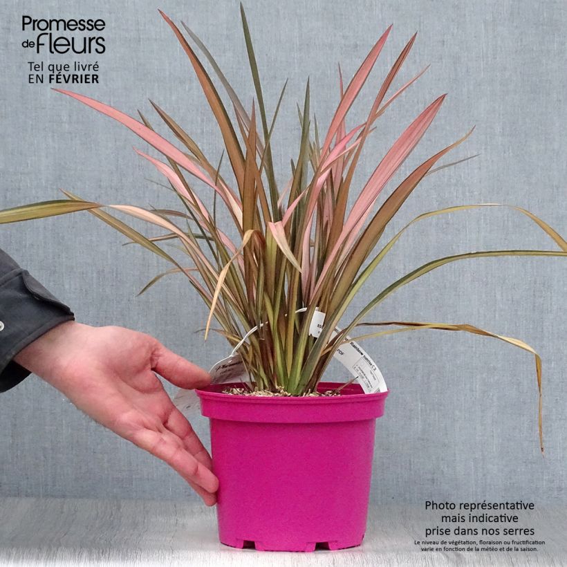 Exemplar von Phormium Rainbow Sunrise - Lin de Nouvelle-Zélande Pot de 3L/4L wie im Winter geliefert