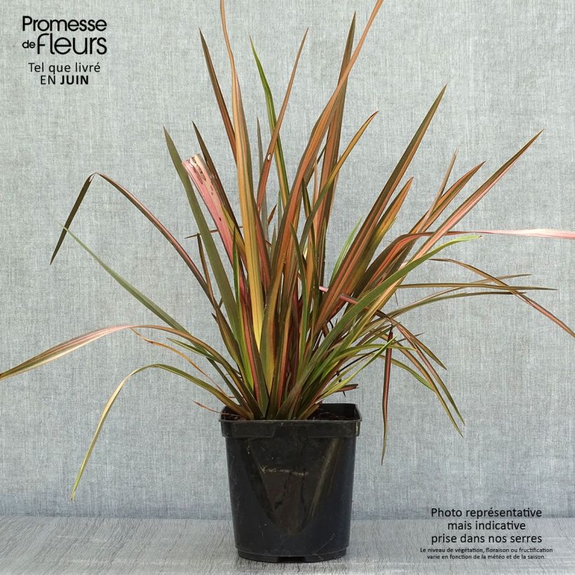 Exemplar von Phormium tenax Rainbow Sunrise wie im Sommer geliefert