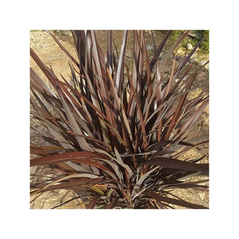 Phormium tenax Special Red (Laub)