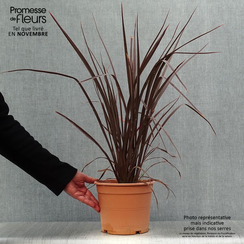 Exemplar von Phormium Special Red - Lin de Nouvelle-Zélande Pot de 4L/5L wie im Herbst geliefert