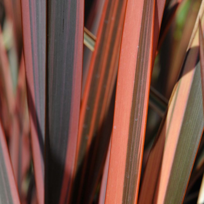 Phormium tenax Sundowner (Laub)