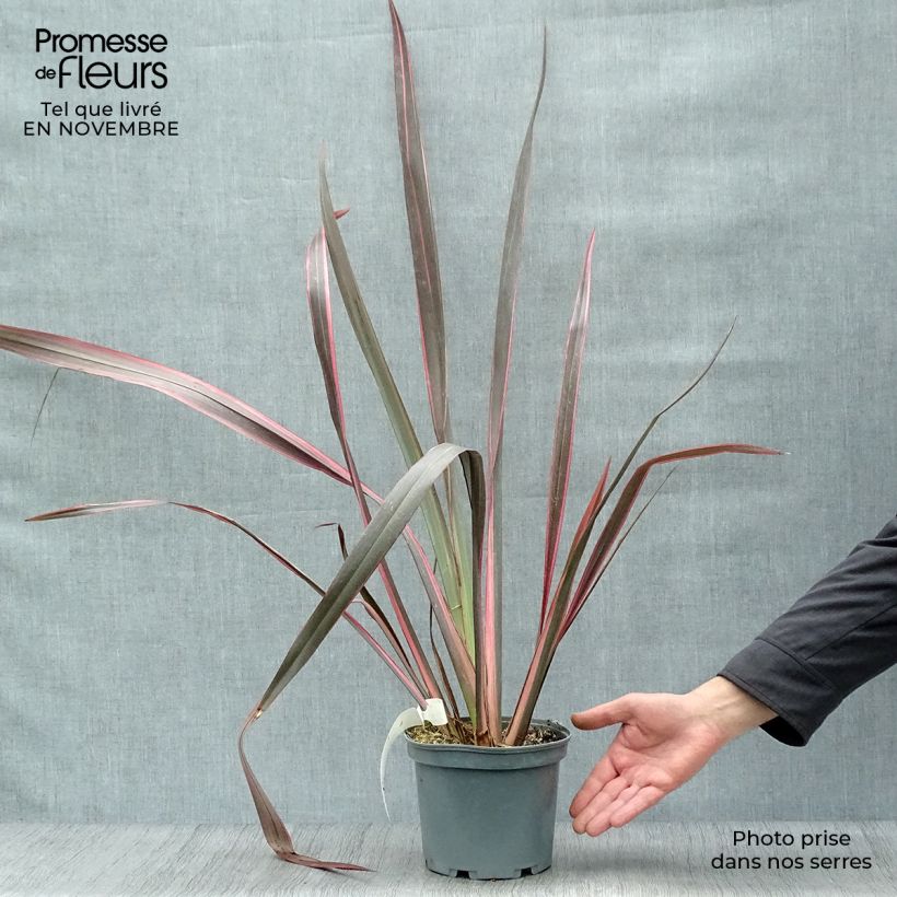 Exemplar von Phormium Sundowner - Lin de Nouvelle-Zélande en pot de 2/3L wie im Herbst geliefert