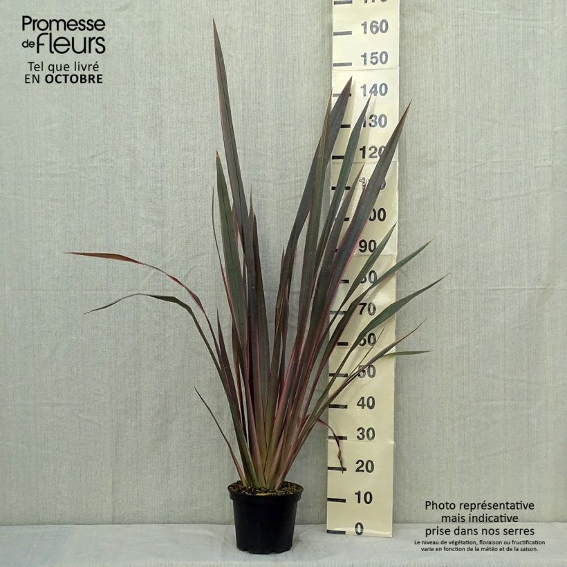 Exemplar von Phormium Sundowner - Lin de Nouvelle-Zélande en pot de 4/5L wie im Herbst geliefert