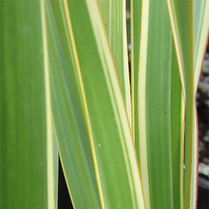 Phormium cookianum subsp. hookeri Tricolor (Laub)