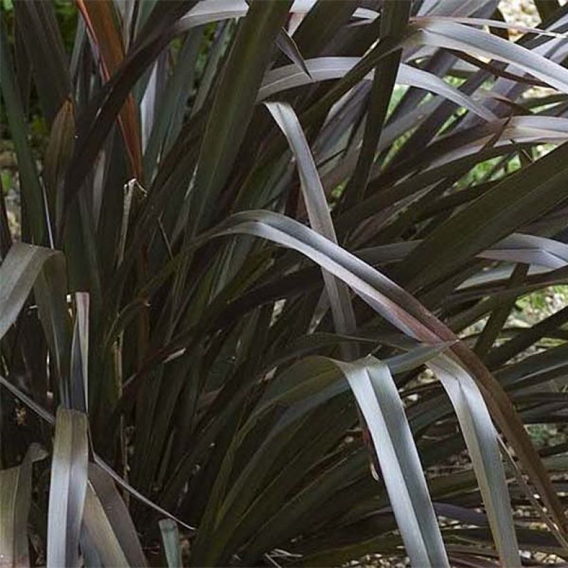 Phormium cookianum Black adder (Laub)