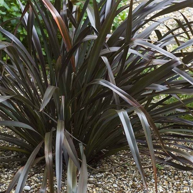 Phormium cookianum Black adder (Hafen)