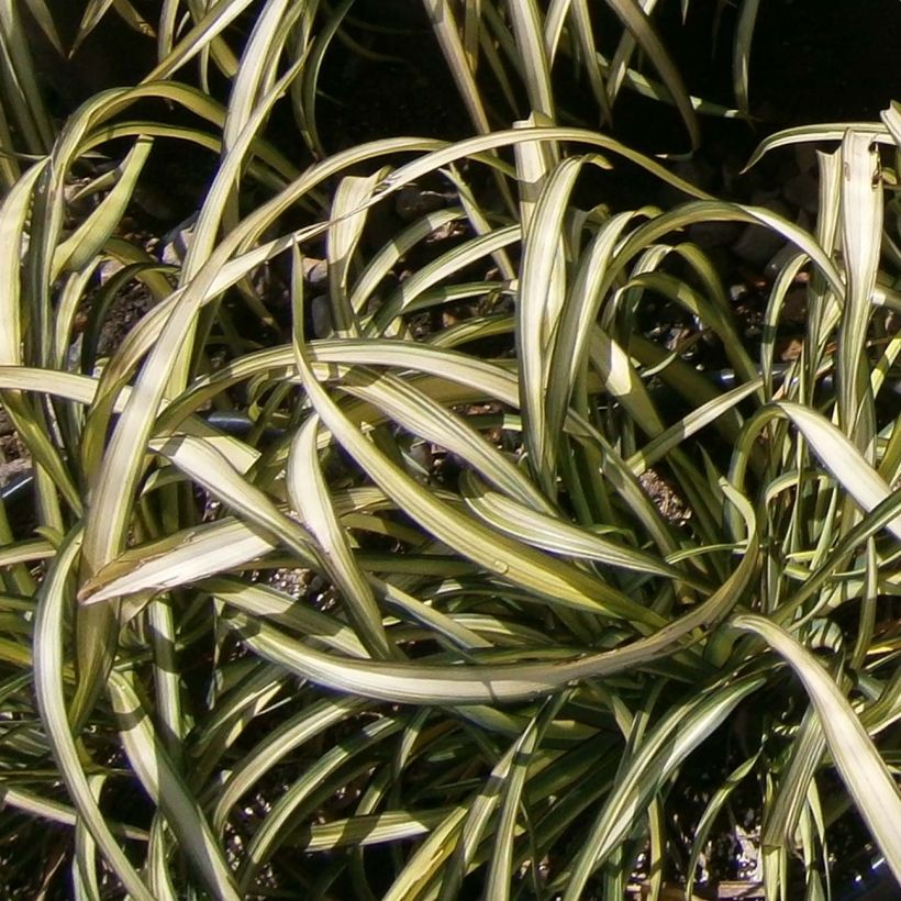 Phormium cookianum Blondie (Laub)