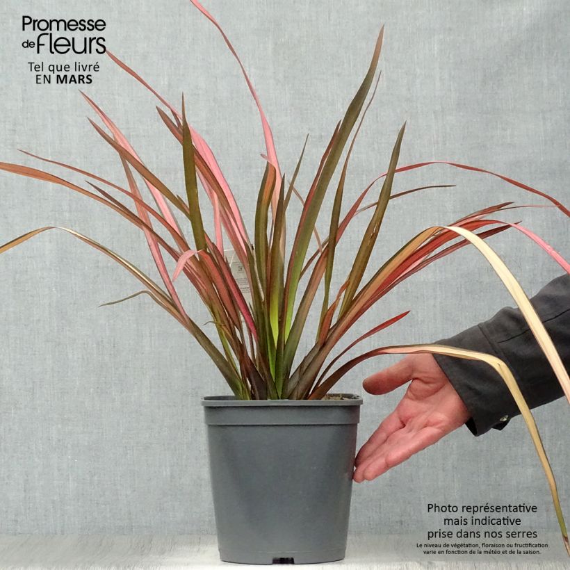 Exemplar von Phormium cookianum Maori Maiden - Lin de Nouvelle-Zélande Pot de 4L wie im Frühjahr geliefert