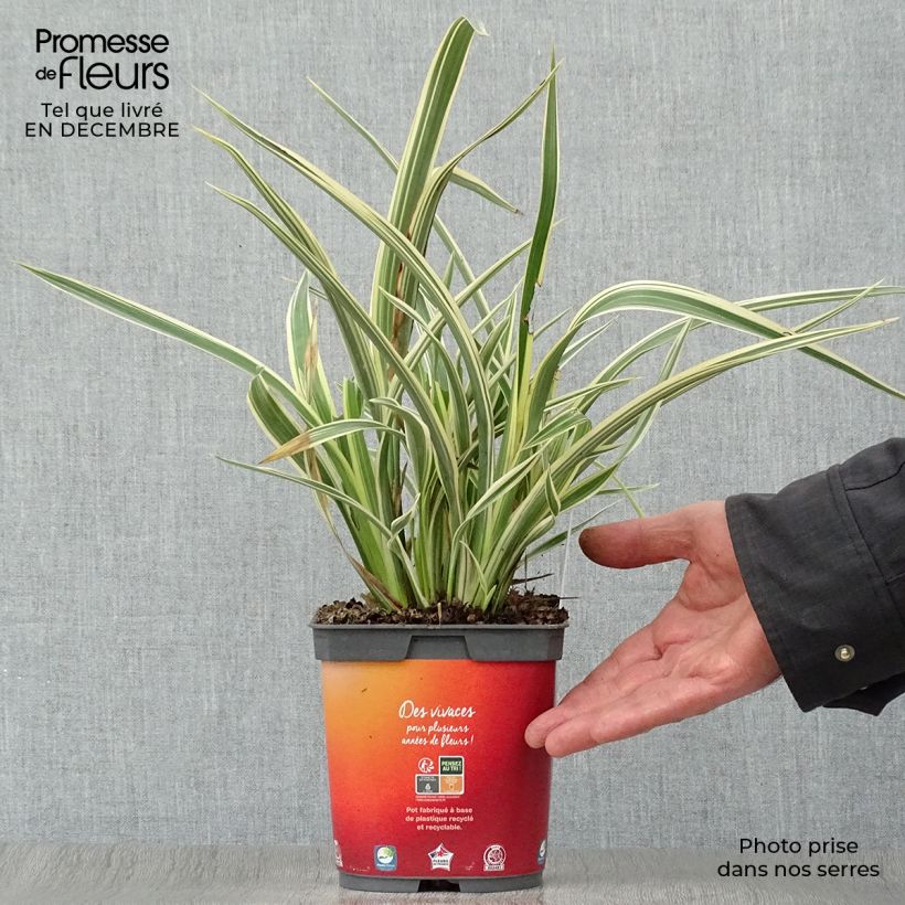 Exemplar von Phormium cookianum subsp. hookeri Tricolor wie im Winter geliefert