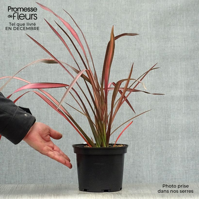 Exemplar von Phormium tenax Evening Glow wie im Winter geliefert