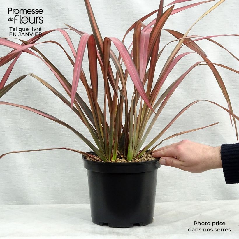 Exemplar von Phormium tenax Evening Glow - Lin de Nouvelle-Zélande en pot de 4L/5L wie im Winter geliefert