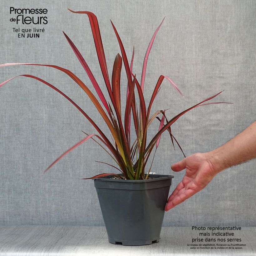 Exemplar von Phormium tenax Evening Glow wie im Sommer geliefert